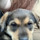 Lily Luna