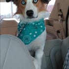 Toby