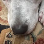 Bella