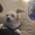 Benji