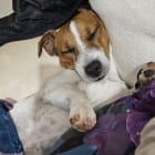Otto