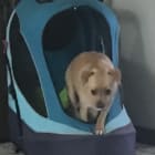 Buddy