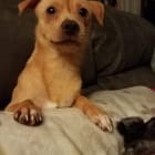 Buddy