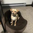 Buddy