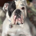 Auggie