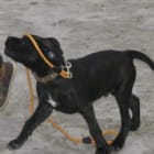 Xena