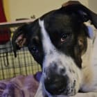 Zoey