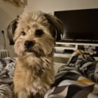 Cookie