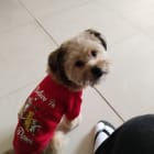 Cookie