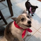 Bella and Harley