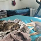 LILY and LOKY