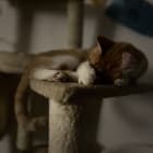 LILY and LOKY