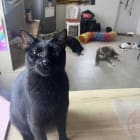 LILY and LOKY