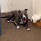 Pup