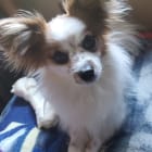 Yoda