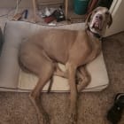 Duke
