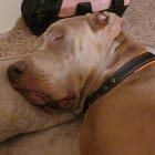 Duke