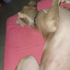 Duke