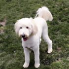 Miss Molly