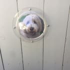 Miss Molly