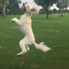 Miss Molly