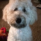 Miss Molly