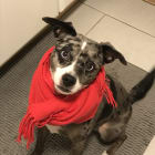 Pepper