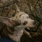 Chico