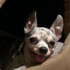Chico