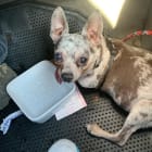 Chico