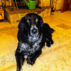 Ronja