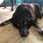 Ronja