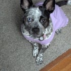 Trixie