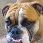 Odin - The Potato