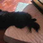 Shadow