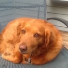 Ginger