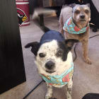 Barkley and Mimi