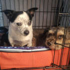 Barkley and Mimi