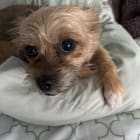 Penny