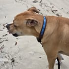 Rusty