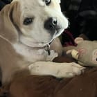 Maya