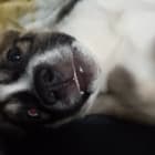 Elvis