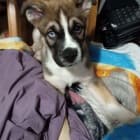 Elvis