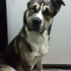 Elvis