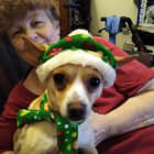 Harley