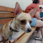 Harley