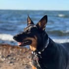 Roxy