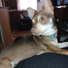 Ziggy