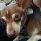 Ziggy