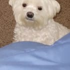Prince